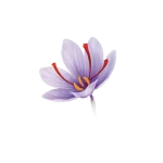 Saffron Flower