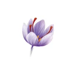 Saffron Flower