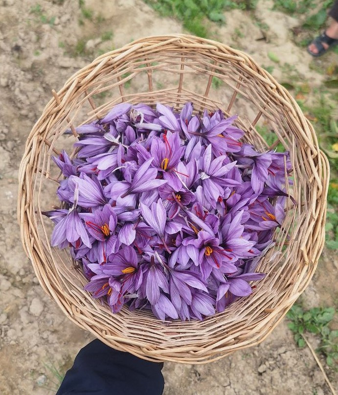 زعفران