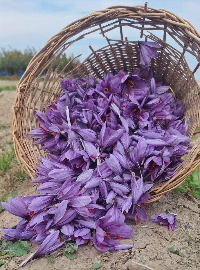  گل زعفران