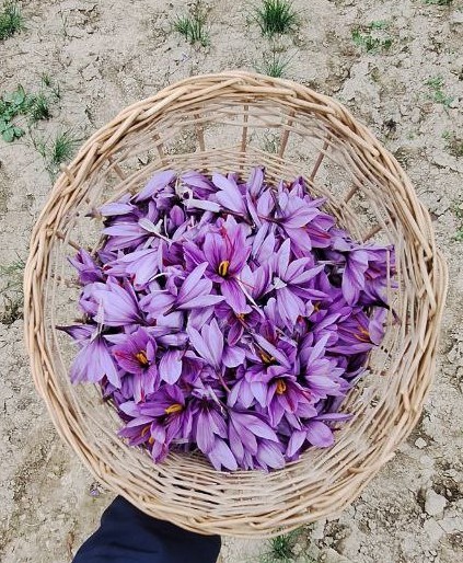 SAFFRON