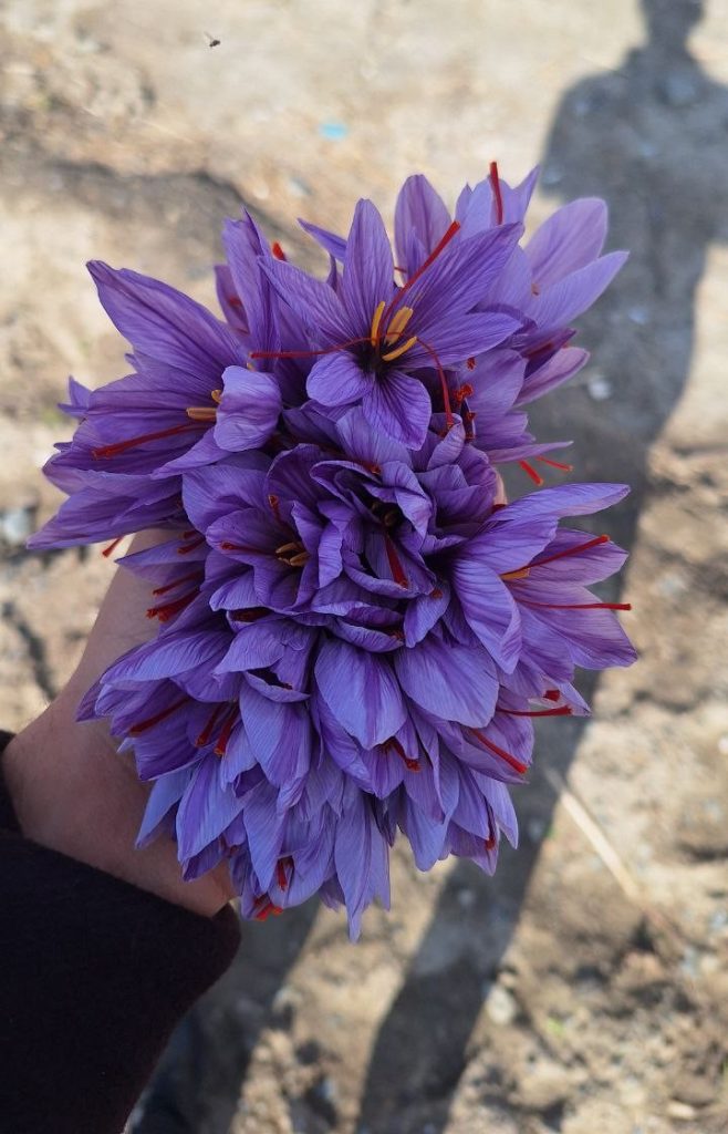 گل زعفران