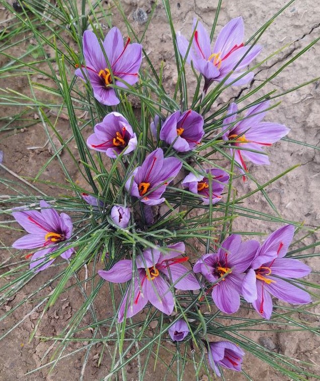 Saffron Flower