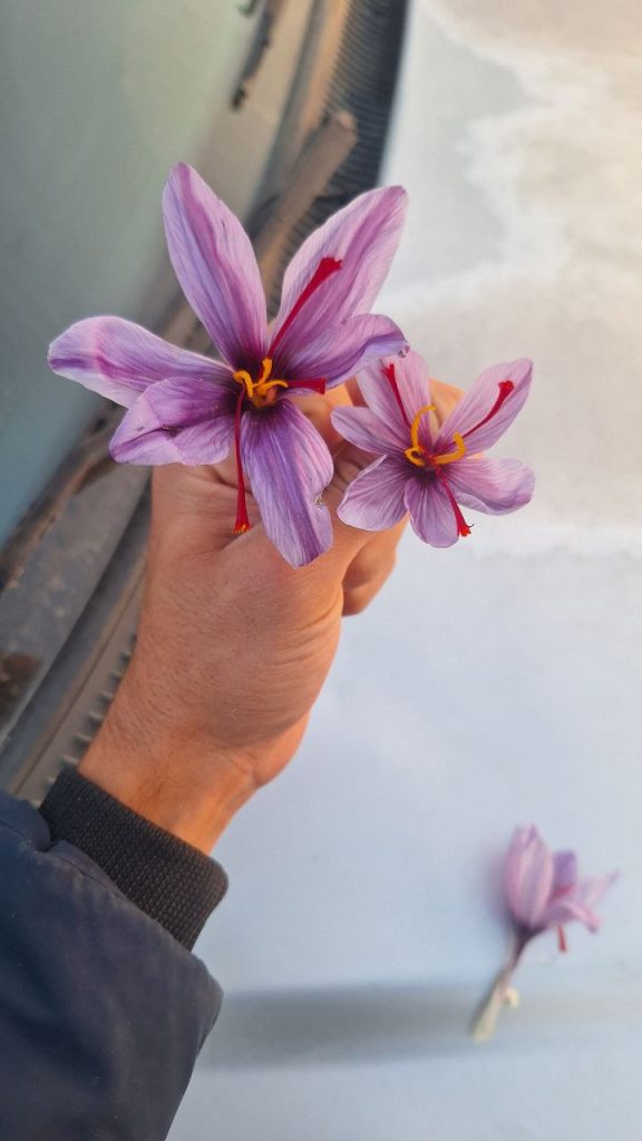گل زعفران