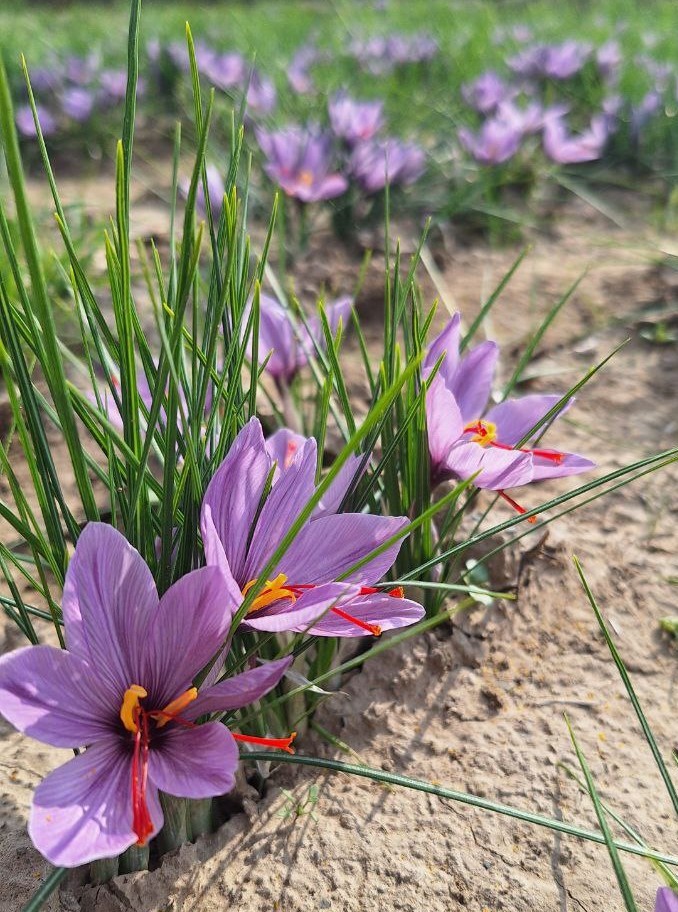 Saffron Blossom