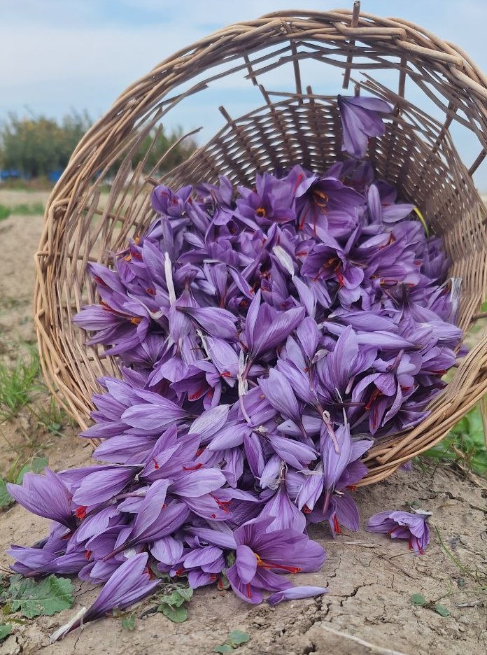 زعفران أژدري